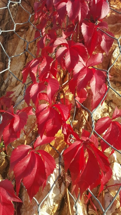 Parthenocissus quinquefolia