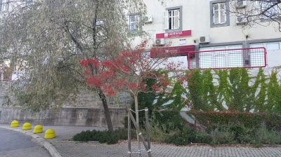 Lagerstroemia indica