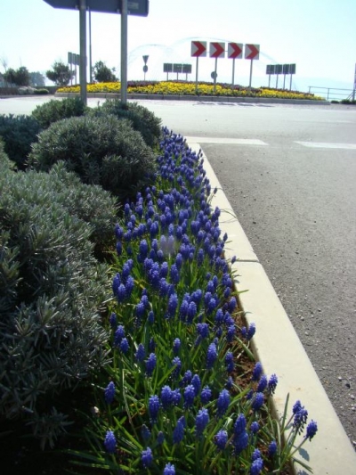 Muscari armeniacum