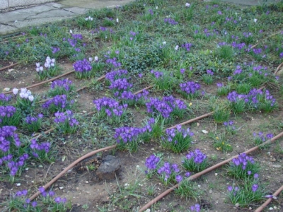 Crocus vernus