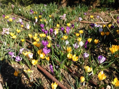 Crocus vernus