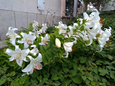 Lilium candidum