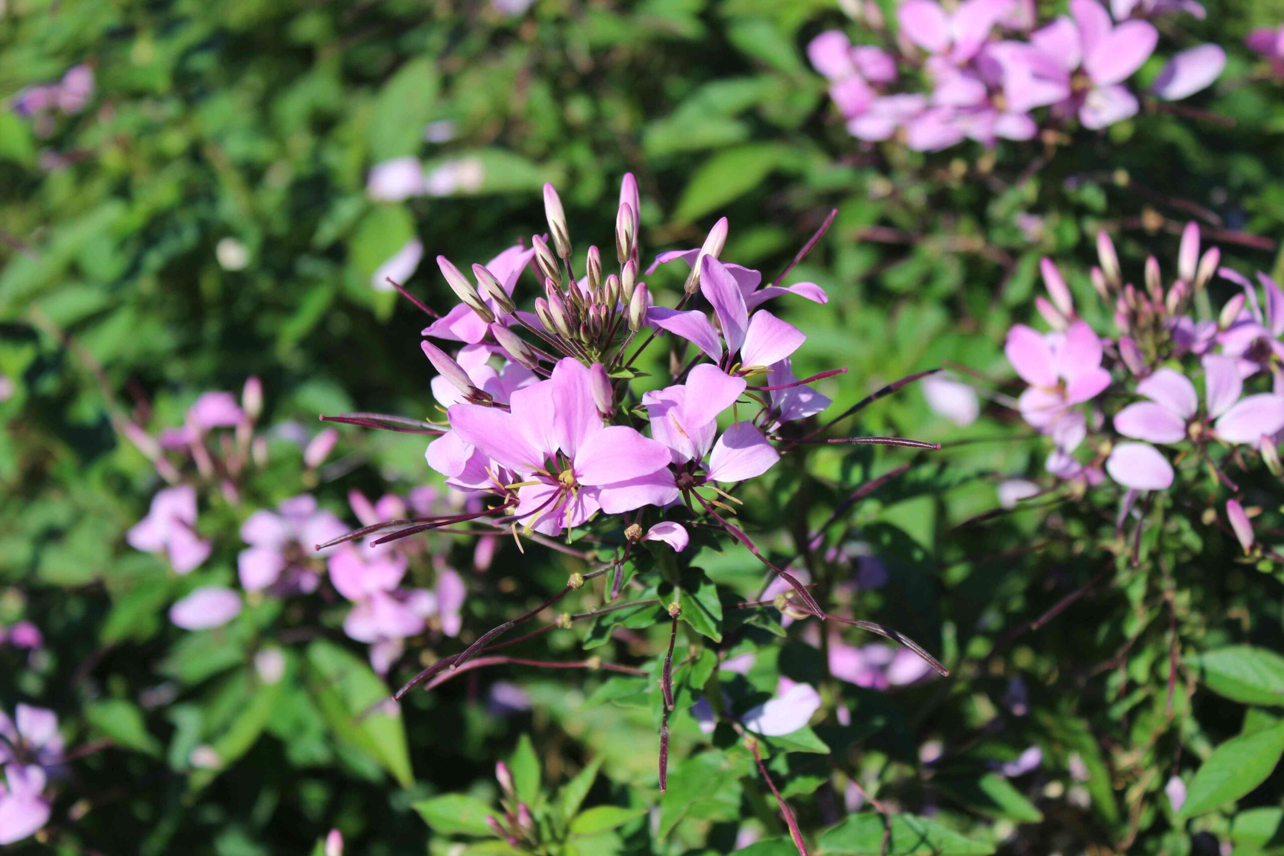 Ljetnice 2019. godine