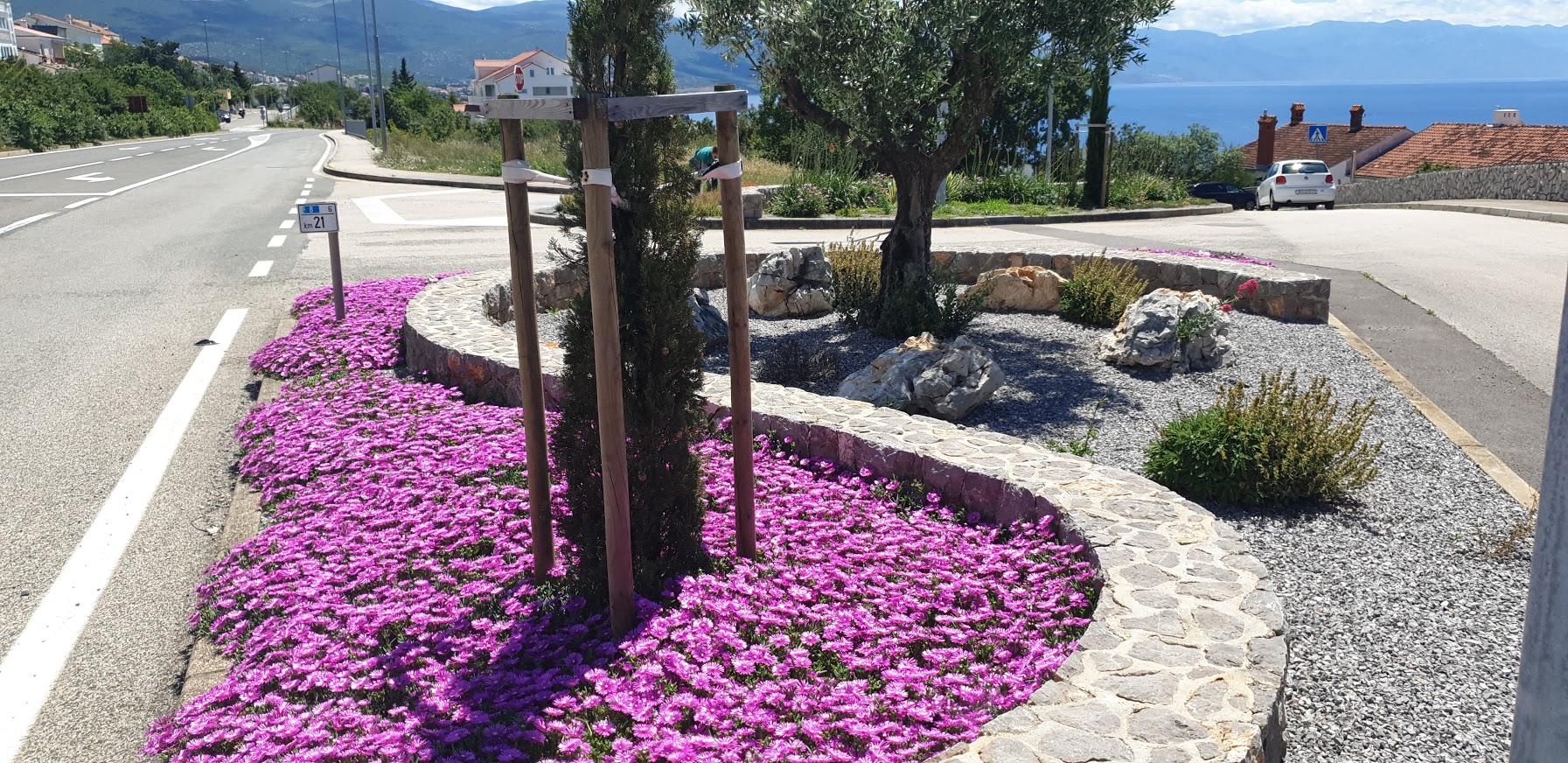 Pustinjska ruža – Delosperma cooperi