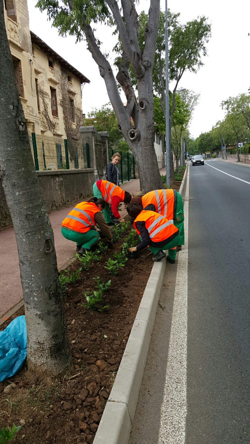 Živica u Ulici kralja Tomislava