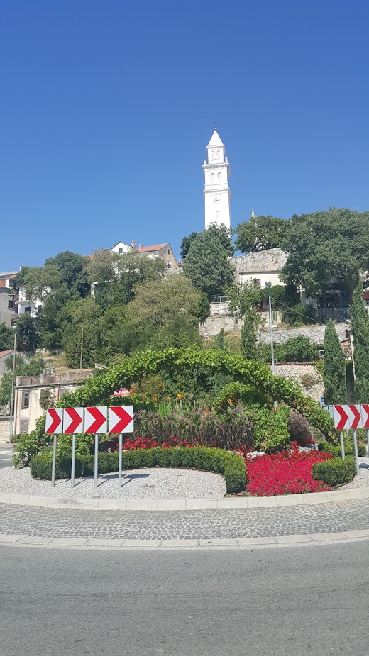 Vitis vinifera – vinova loza