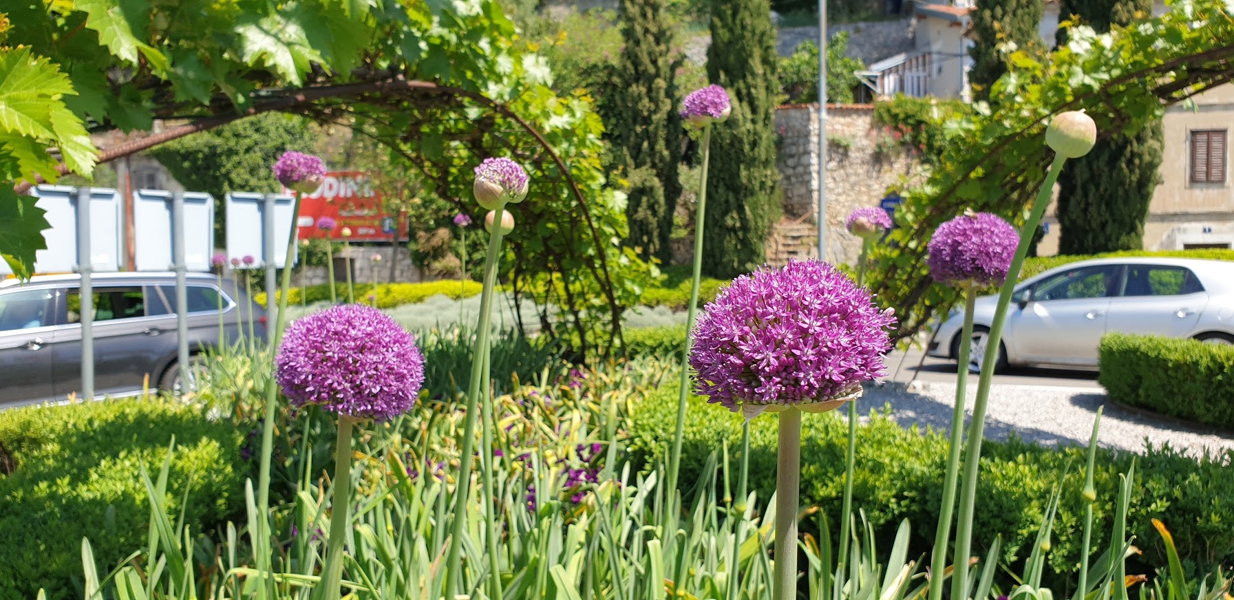 Allium – Purple Sensation