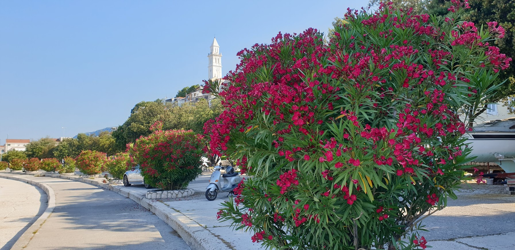 Nerium oleander – olenaderi Grada Novog Vinodolskog