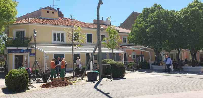 Dva nova stabla lipe