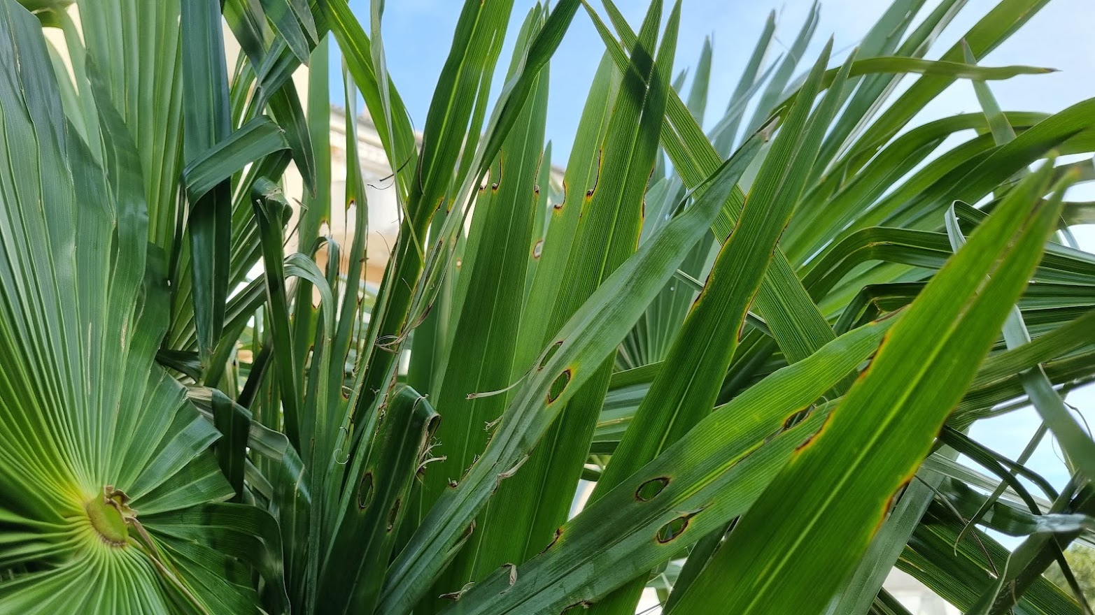 Štetnici na palmama – I dio