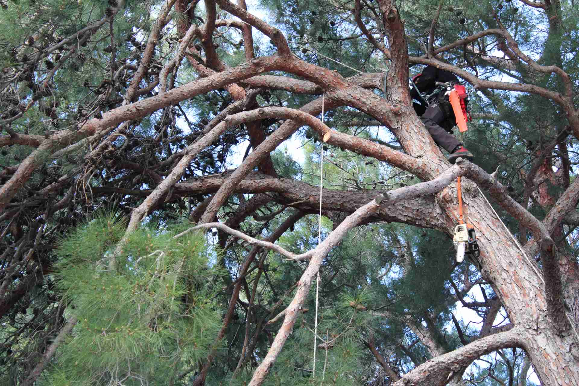 Orezivanja stabala 2019. godine