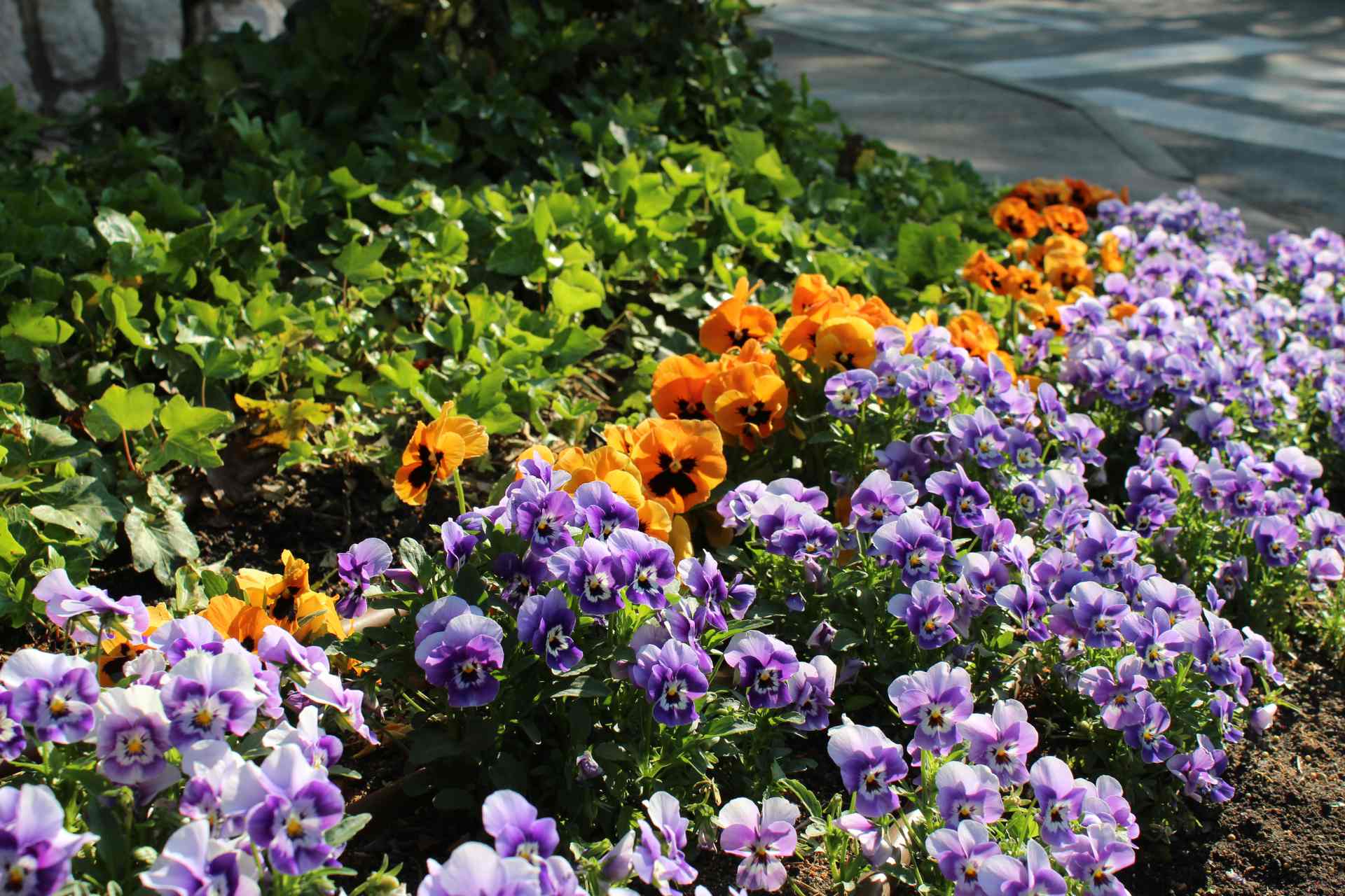 Zelena površina uz magistralu 2020.